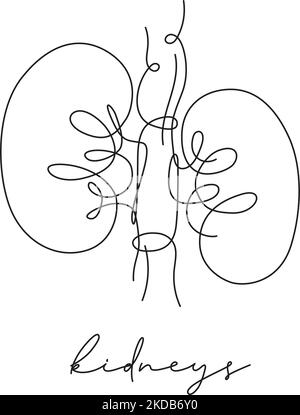 Pen line poster kidneys drawing in pen line style on white background Stock Vector