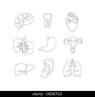 Pen line internal organs brain, tooth, heart, kidneys, stomach, uterus, liver, ear, lungs drawing in modern style on white background Stock Vector