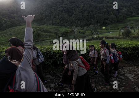 Students walking to school through the tea plantations in Tugu Utara Village, Regency Bogor, West Java province, Indonesia on 2 June, 2022. (Photo by Garry Lotulung/NurPhoto) Stock Photo