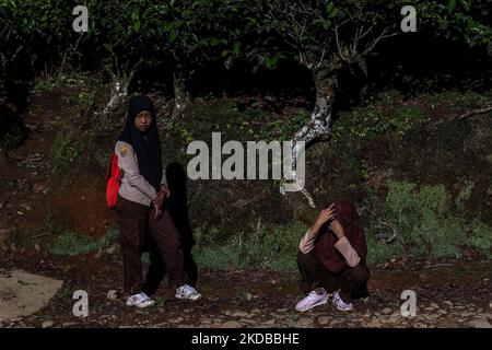 Students walking to school through the tea plantations in Tugu Utara Village, Regency Bogor, West Java province, Indonesia on 2 June, 2022. (Photo by Garry Lotulung/NurPhoto) Stock Photo