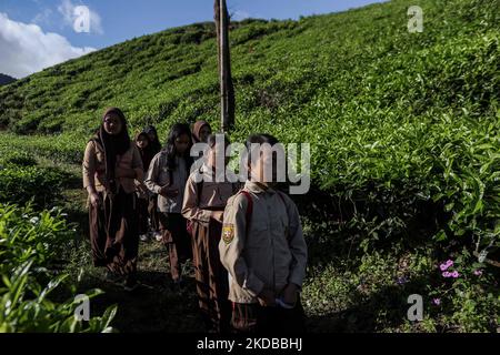 Students walking to school through the tea plantations in Tugu Utara Village, Regency Bogor, West Java province, Indonesia on 2 June, 2022. (Photo by Garry Lotulung/NurPhoto) Stock Photo