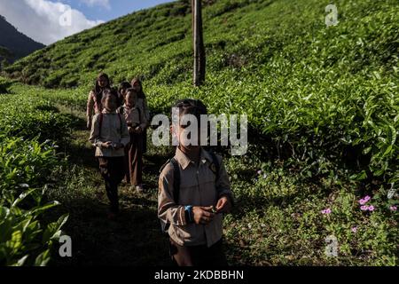 Students walking to school through the tea plantations in Tugu Utara Village, Regency Bogor, West Java province, Indonesia on 2 June, 2022. (Photo by Garry Lotulung/NurPhoto) Stock Photo