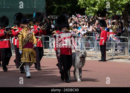 The Irish Guards Irish Wolfhound mascot, Seamus, wears sprigs of ...