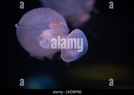 A closeup of Phyllorhiza punctata, also known as the floating bell, Australian spotted jellyfish. Stock Photo