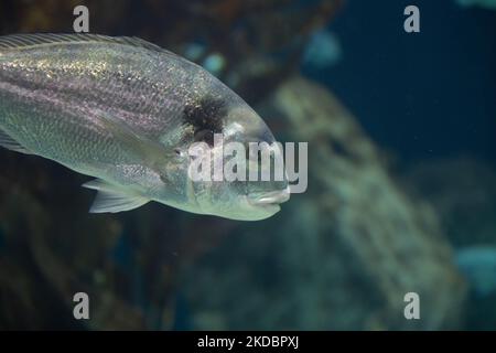 A closeup of gilt-head bream, Sparus aurata, known as Orata. Stock Photo