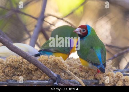 A selective focus shot of Gouldian finches (Chloebia gouldiae) at the zoo Stock Photo