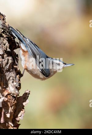 White-breasted Nuthatch perched on a tree trunk Stock Photo