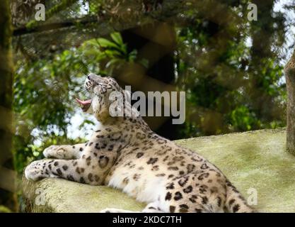 Snow leopard (Panthera uncia / Uncia uncia), also known as the ounce, is a Vulnerable IUCN Red Listed large long-haired Asian cat and one of the most enigmatic species on the planet referred to by locals as ''mountain ghosts'', native to the mountain ranges of Central and South Asia, is sitting in India's largest high-altitude zoo (7,000 feet) Padmaja Naidu Himalayan Zoological Park (PNHZP) in Darjeeling, West Bengal, India on 11/06/2022. The PNHZP is the only zoo in the world for the conservation and breeding of snow leopards in captivity. (Photo by Soumyabrata Roy/NurPhoto) Stock Photo