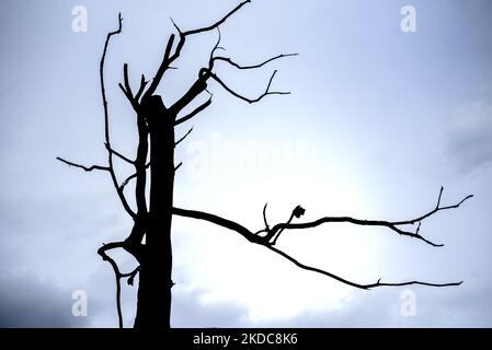 Sculptural branches of a dead tree silhouetted against a bright sky Stock Photo