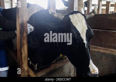 A veterinarian inject the Aftopor vaccine for Mouth And Nail Disease (FMD) on June 20, 2022, in Cilembu, Sumedang Regency, West Java, Indonesia. The West Java government targets that in the first week it can provide Mouth and Nail Disease Vaccination (PMK) for 2,000 cows in five West Java cattle farming locations such as Bandung Regency, West Bandung Regency, Garut, Kuningan, and Sumedang. (Photo by Algi Febri Sugita/NurPhoto) Stock Photo