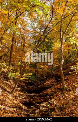 Colorful Autumn hillside with small stream and bright yellow and orange foliage taken in Creve Coeur Park in Creve Coeur, MO near St. Louis, MO Stock Photo