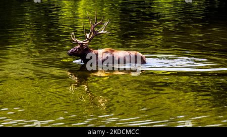 Portrait of a large elk stag displaying its antlers Stock Photo