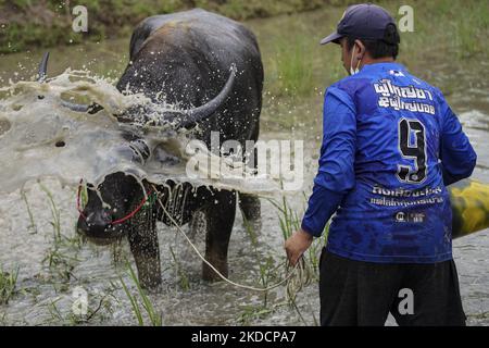 A Thai farmer cools down buffaloes ahead of a competition in the annual water buffalo racing festival in Chonburi province, Thailand, 26 June 2022. (Photo by Anusak Laowilas/NurPhoto) Stock Photo