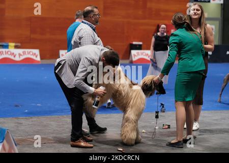 A dog is seen during the World Dog Show, at the Madrid Fair on June 26, 2022 in Madrid, Spain. The World Dog Show is the largest dog show in the world, during the event about 250 of the 400 known breeds parade. (Photo by Oscar Gonzalez/NurPhoto) Stock Photo