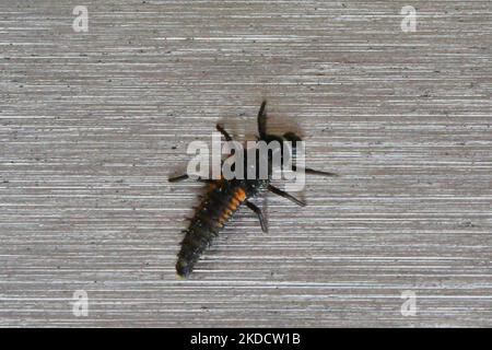 Lady beetle (ladybug) larvae in Markham, Ontario, Canada, on June 26, 2022. (Photo by Creative Touch Imaging Ltd./NurPhoto) Stock Photo