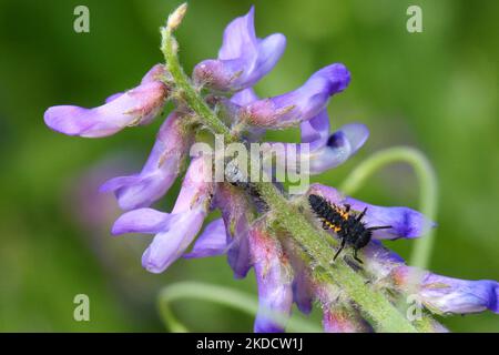 Lady beetle (ladybug) larvae on a vetch flower (Vicia sativa) in Markham, Ontario, Canada, on June 26, 2022. (Photo by Creative Touch Imaging Ltd./NurPhoto) Stock Photo