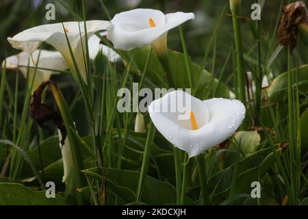 Water lilies growing along Kodaikanal Lake in Kodaikanal, Tamil Nadu, India. (Photo by Creative Touch Imaging Ltd./NurPhoto) Stock Photo