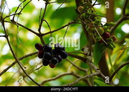 Indian Farmers Picks Jamun (Black Plums) Fruit from a farm in the Outskirts of Pushkar, Rajasthan, India on 28 June 2022. (Photo by Himanshu Sharma/NurPhoto) Stock Photo