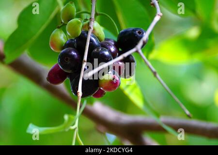 Indian Farmers Picks Jamun (Black Plums) Fruit from a farm in the Outskirts of Pushkar, Rajasthan, India on 28 June 2022. (Photo by Himanshu Sharma/NurPhoto) Stock Photo