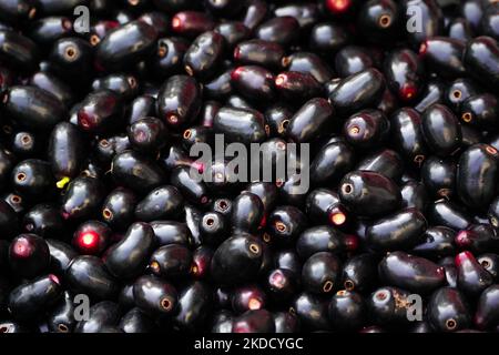 Indian Farmers Picks Jamun (Black Plums) Fruit from a farm in the Outskirts of Pushkar, Rajasthan, India on 28 June 2022. (Photo by Himanshu Sharma/NurPhoto) Stock Photo