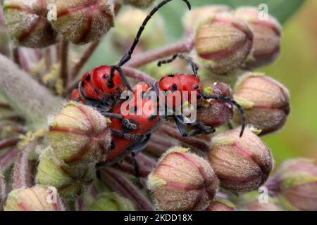 Red Milkweed Beetles (Tetraopes tetrophthalmus) mating on a milkweed plant in Toronto, Ontario, Canada, on June 26, 2022. (Photo by Creative Touch Imaging Ltd./NurPhoto) Stock Photo