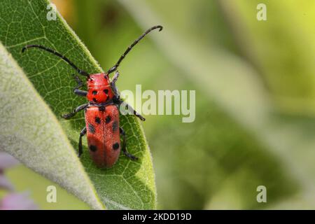 Red Milkweed Beetle (Tetraopes tetrophthalmus) on a milkweed plant (Asclepias syriaca) in Toronto, Ontario, Canada, on June 26, 2022. (Photo by Creative Touch Imaging Ltd./NurPhoto) Stock Photo