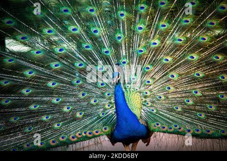 A front closeup of a dancing peacock with a colorful and gorgeous open ...