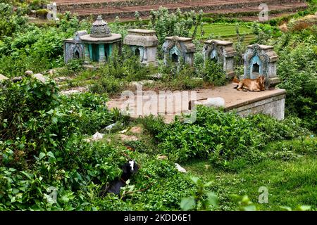 Goats resting by a small Hindu temple in the Poombarai Village in Kodaikanal, Tamil Nadu, India, on May 17, 2022. The Poombarai village is located in the heart of the Palani hills at an elevation of around 6300 feet above sea-level. (Photo by Creative Touch Imaging Ltd./NurPhoto) Stock Photo