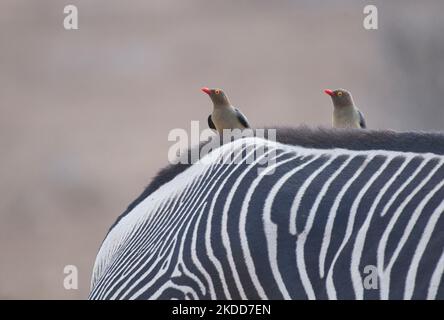 Two red-billed oxpeckers (Buphagus erythrorhynchus) on a Grevy's zebra (Equus grevyi) Stock Photo