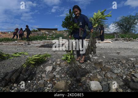 Residents plant mangrove tree seedlings on the Palu Bay Coast in Palu, Central Sulawesi Province, Indonesia, Saturday (6/7/2022). The planting of 2,000 mangrove seedlings by the local government together with the community and volunteers is carried out as a form of environmental concern as well as an effort to minimize the risk of abrasion and tsunami disasters and reduce the impact of the climate crisis. (Photo by Mohamad Hamzah/NurPhoto) Stock Photo