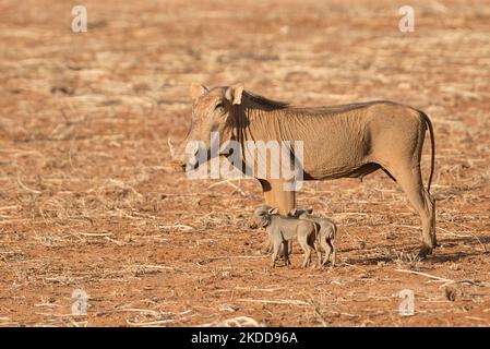 A female common warthog (Phacochoerus africanus) with two small piglets Stock Photo