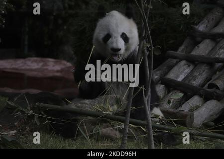 Shuan Shuan while eating bamboo leaves at the Chapultepec Zoo in Mexico City (file photo). This Wednesday, July 6, 2022, giant panda Shuan Shuan, died hours after celebrating her 35th birthday at Mexico City's Chapultepec Zoo, the Environment Ministry said in a statement. (Photo by Gerardo Vieyra/NurPhoto) Stock Photo