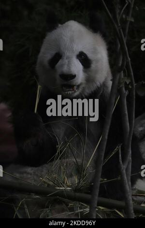 Shuan Shuan while eating bamboo leaves at the Chapultepec Zoo in Mexico City (file photo). This Wednesday, July 6, 2022, giant panda Shuan Shuan, died hours after celebrating her 35th birthday at Mexico City's Chapultepec Zoo, the Environment Ministry said in a statement. (Photo by Gerardo Vieyra/NurPhoto) Stock Photo