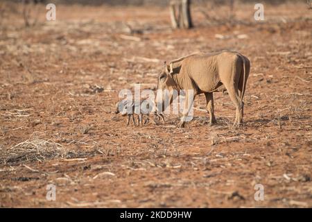 A female common warthog (Phacochoerus africanus) with two small piglets Stock Photo