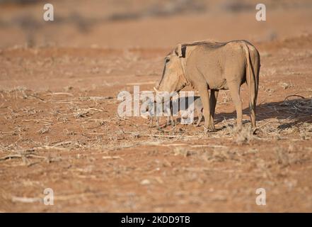 A female common warthog (Phacochoerus africanus) with two small piglets Stock Photo