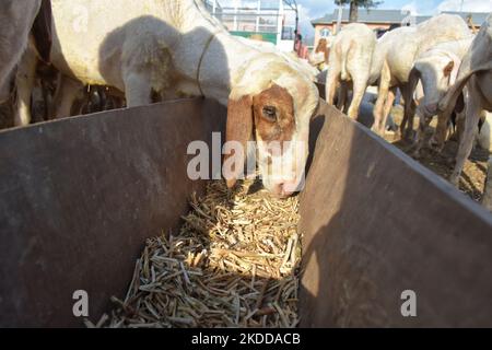 Sacrificial sheep consume hay at a livestock market ahead of Eid ul Adha in Srinagar, Indian Administered Kashmir on 08 July 2022. (Photo by Muzamil Mattoo/NurPhoto) Stock Photo