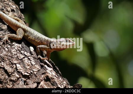 A closeup shot of Tropidurus torquatus Reptile on tree bark with blur green background Stock Photo