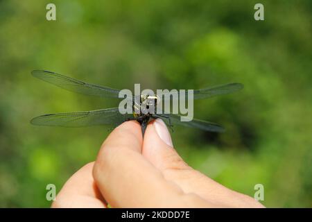 A closeup shot of a golden-ringed dragonfly in the hands of a man Stock Photo