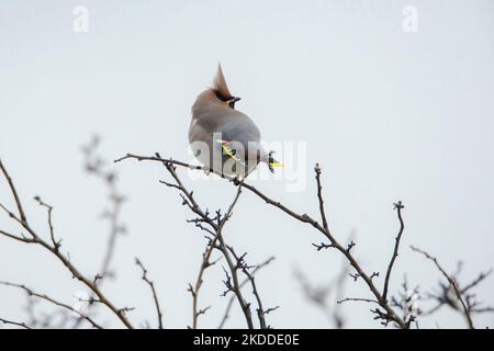 Bohemian Waxwing (Bombycilla garrulus) adult sitting on a twig Stock Photo