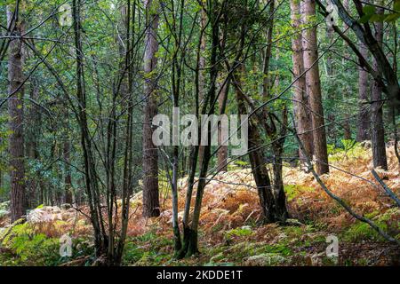 View of brown ferns in woodland in autumn, Wealden, East Sussex, South of England Stock Photo