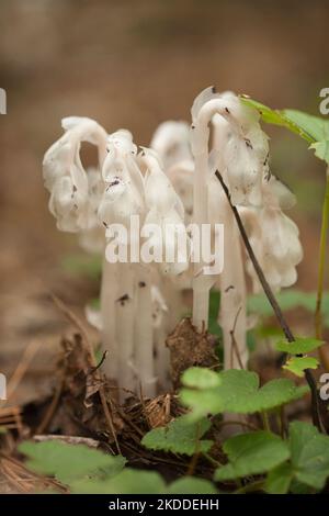 Beautiful bunch of white indian pipes (Monotropa uniflora) against a blurry background. Group of ghost pipes Monotropa uniflora plants in the woods. Stock Photo