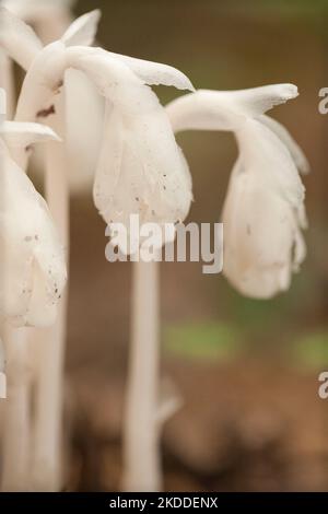 Beautiful bunch of white indian pipes (Monotropa uniflora) against a blurry background. Group of ghost pipes Monotropa uniflora plants in the woods. Stock Photo