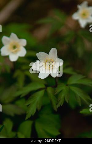 A vertical shot of an Anemone quinquefolia (Wood Anemone) flower growing outdoors Stock Photo