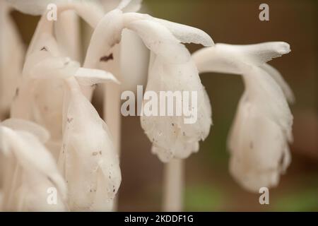 Beautiful bunch of white indian pipes (Monotropa uniflora) against a blurry background. Group of ghost pipes Monotropa uniflora plants in the woods. Stock Photo