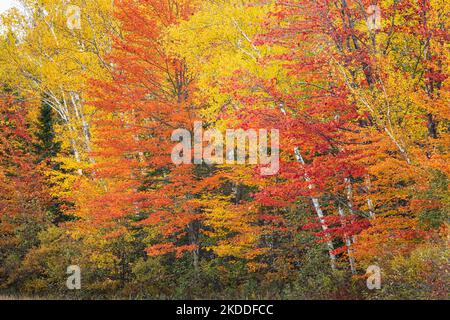 Fall colors on the East Fork of the Chippewa River in northern Wisconsin. Stock Photo