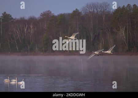 Trumpeter swans on Little Clam Lake in northern Wisconsin. Stock Photo