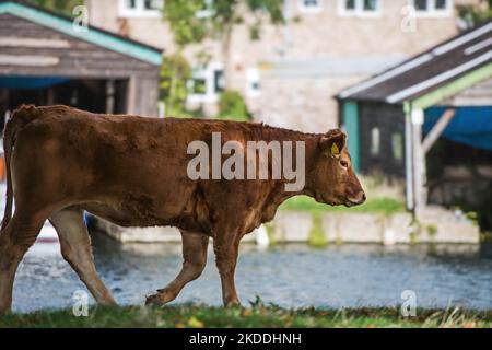 Brown cow on common land in Cambridge UK grazing the meadow grass on a summers day Stock Photo