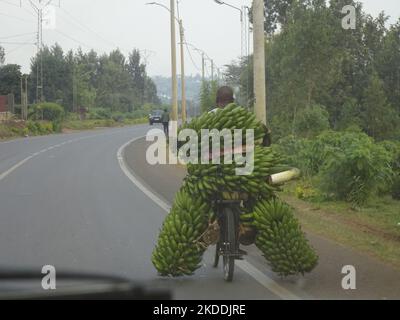 (Near) Kigali, Rwanda,  28th August, 2022  Manual banana transportation  plantation, Rwanda. Stock Photo