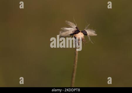 Seeds and stem of a dry dandelion against a blurry background. Few silky seeds attached to the head of a Taraxacum. Stock Photo