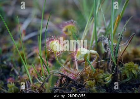 Round-leaved sundew plant growing in a swamp. Close-up. Drosera rotundifolia Stock Photo